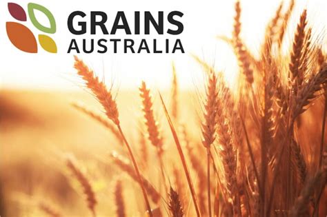 Grains and Feeds Archives .